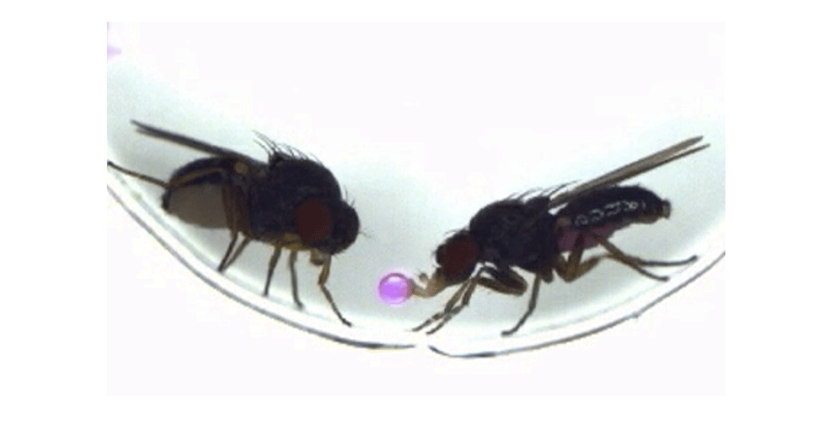 First transfer of behavior between species through single gene manipulation