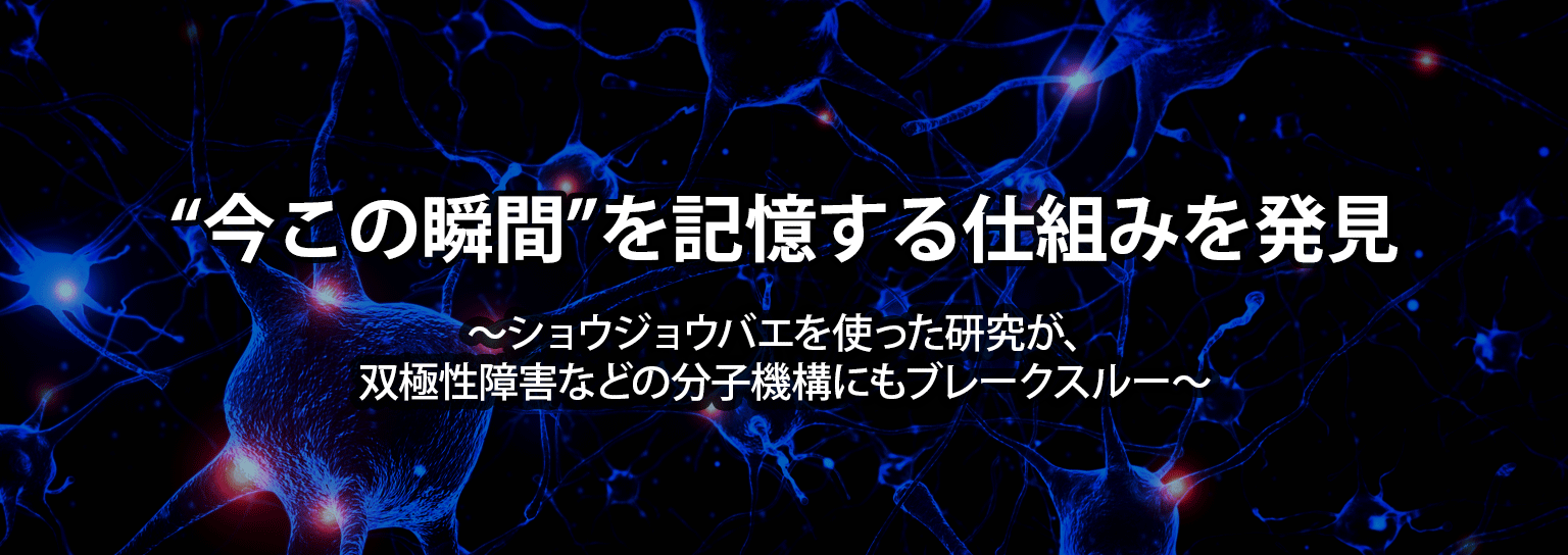 “今この瞬間”を記憶する仕組みを発見