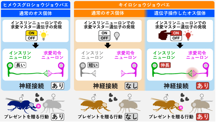 遺伝子操作による行動の種間移植に成功した説明図