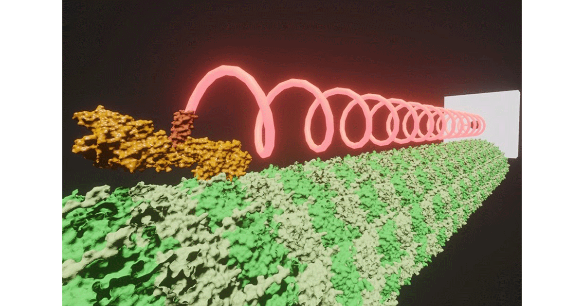 ナノスプリングで測る神経疾患タンパク質の力学異常